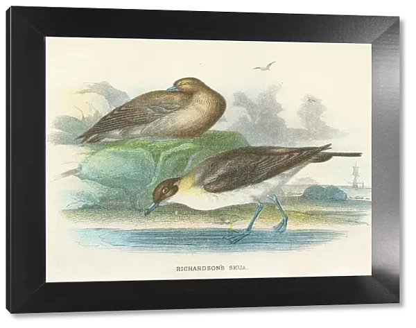 Skua birds from Great Britain 1897