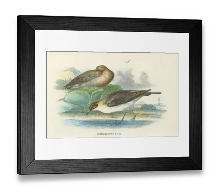 Framed Print : Skua birds from Great Britain 1897 Framed Print : Skua birds from Great Britain 1897