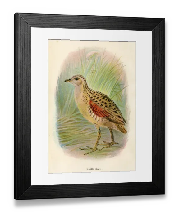 Framed Print : Land rail birds from Great Britain 1897 Framed Print : Land rail birds from Great Britain 1897