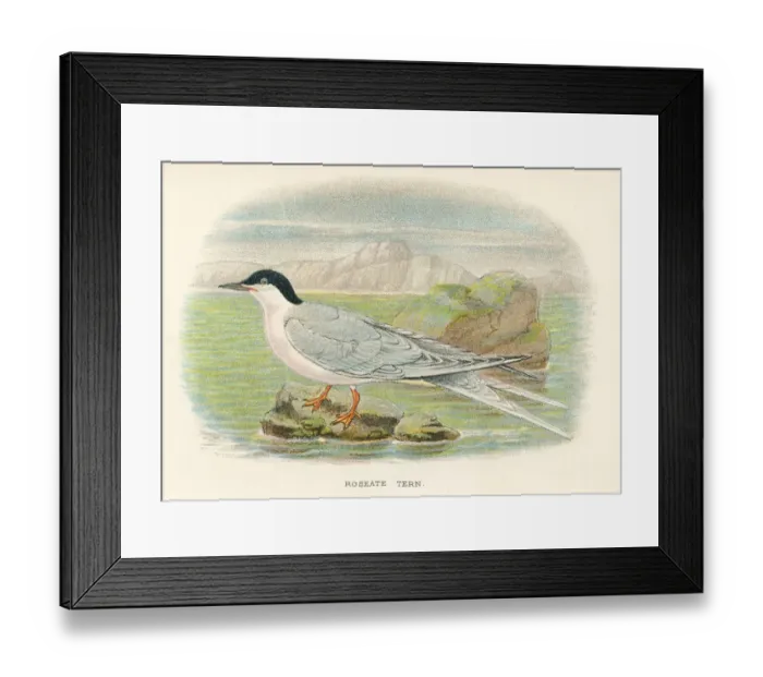 Framed Print : Roseate tern birds from Great Britain 1897 Framed Print : Roseate tern birds from Great Britain 1897