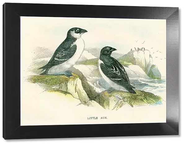 Little Auk birds from Great Britain 1897