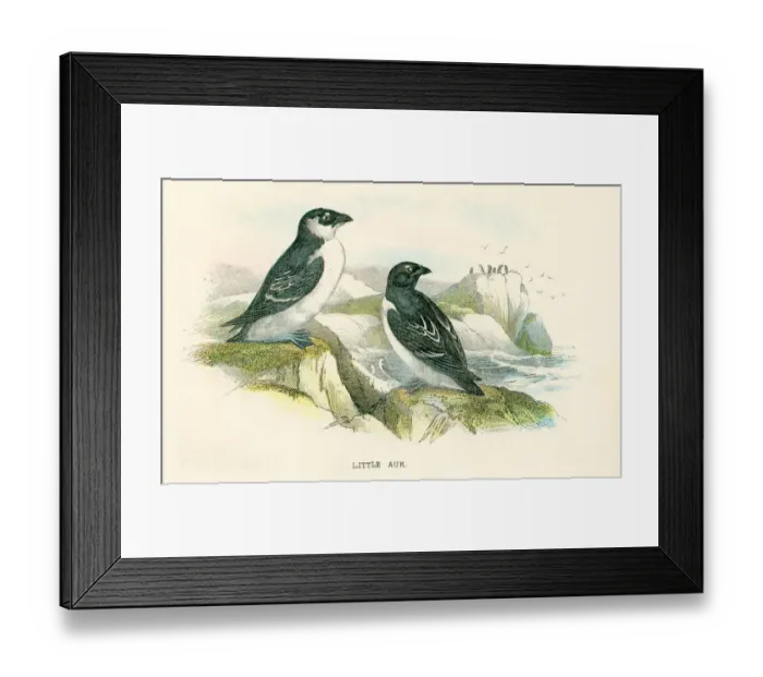 Framed Print : Little Auk birds from Great Britain 1897