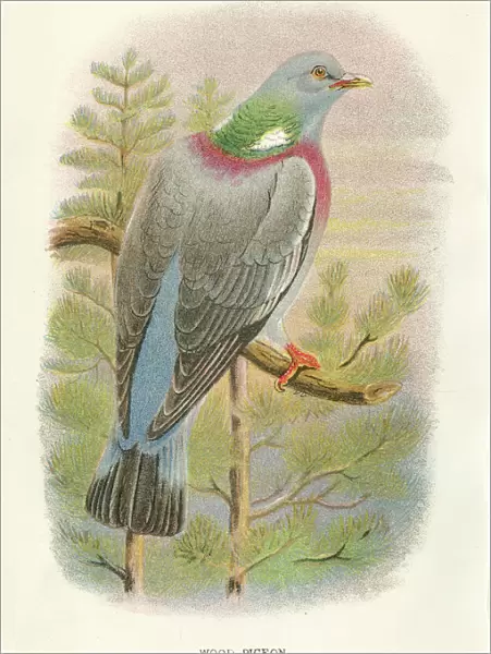 Wood pigeon birds from Great Britain 1897