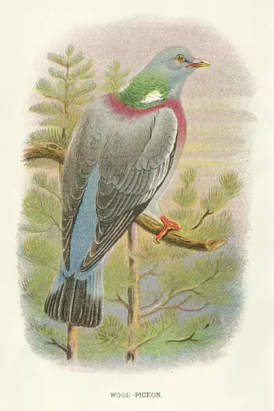 Wood pigeon birds from Great Britain 1897