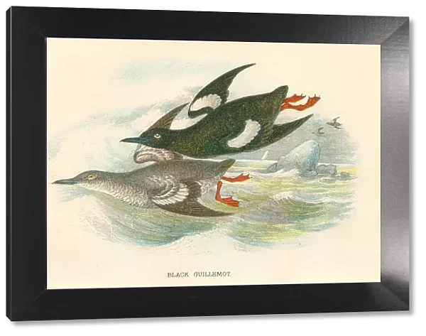 Black Gullemot birds from Great Britain 1897