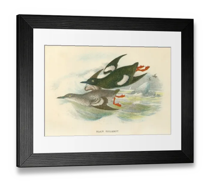 Framed Print : Black Gullemot birds from Great Britain 1897 Framed Print : Black Gullemot birds from Great Britain 1897