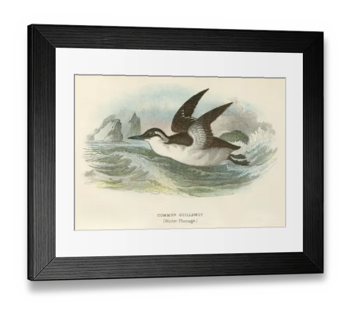 Framed Print : Common Guillemot birds from Great Britain 1897 Framed Print : Common Guillemot birds from Great Britain 1897