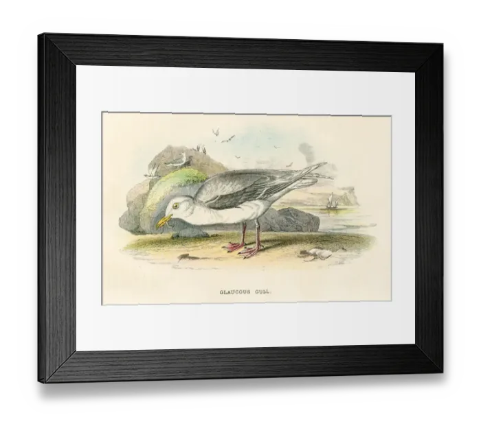 Framed Print : Coat of Arms Engravings from the 18th Century Framed Print : Coat of Arms Engravings from the 18th Century