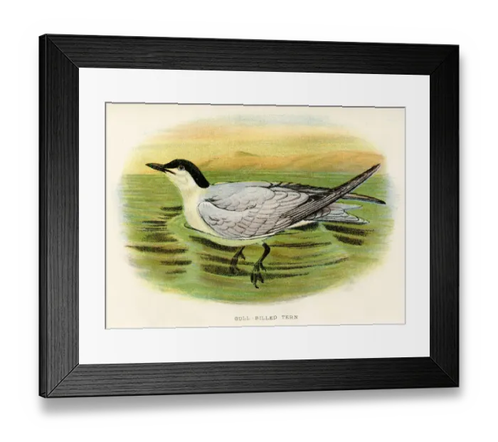 Framed Print : Coat of Arms Engravings from the 18th Century Framed Print : Coat of Arms Engravings from the 18th Century
