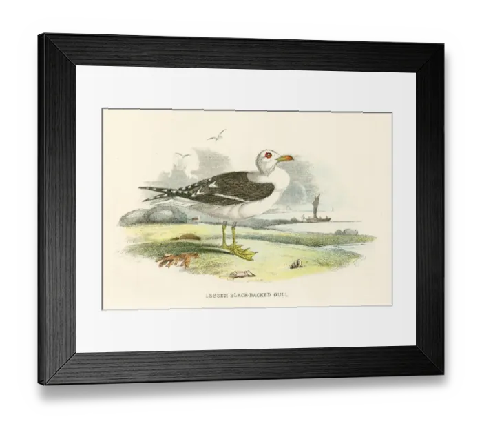 Framed Print : Coat of Arms Engravings from the 18th Century Framed Print : Coat of Arms Engravings from the 18th Century