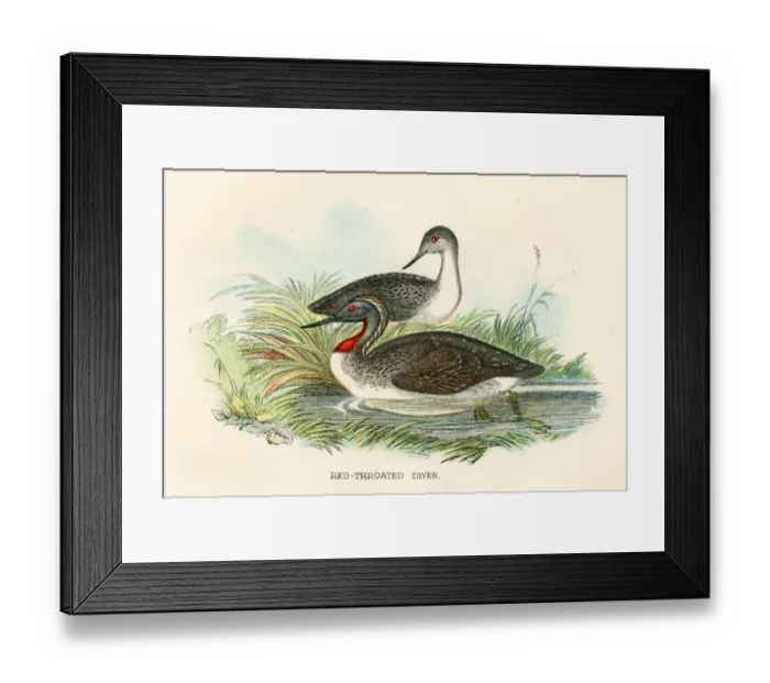 Framed Print : Red diver birds from Great Britain 1897 Framed Print : Red diver birds from Great Britain 1897
