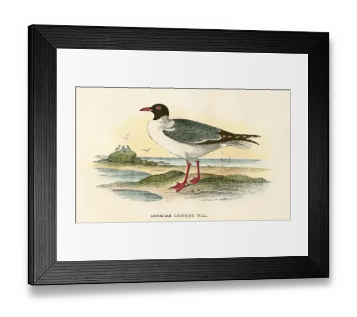Framed Print : American gull birds from Great Britain 1897 Framed Print : American gull birds from Great Britain 1897