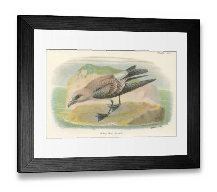 Framed Print : Petrel birds from Great Britain 1897 birds from Great Britain 1897 Framed Print : Petrel birds from Great Britain 1897 birds from Great Britain 1897