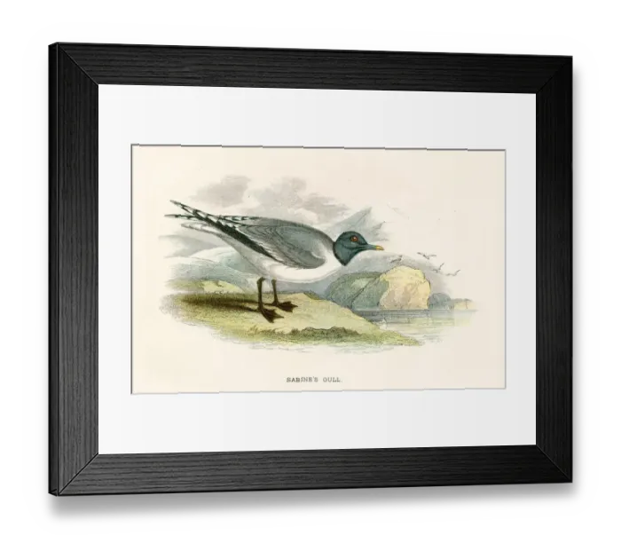 Framed Print : Sabine tern birds from Great Britain 1897 Framed Print : Sabine tern birds from Great Britain 1897