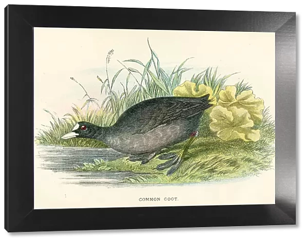 Common coot birds from Great Britain 1897