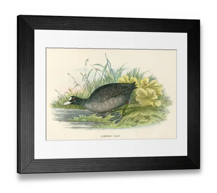 Framed Print : Common coot birds from Great Britain 1897 Framed Print : Common coot birds from Great Britain 1897