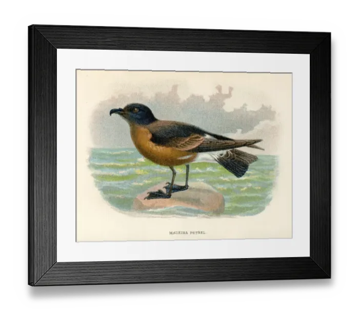 Framed Print : Madeira petrel birds from Great Britain 1897 Framed Print : Madeira petrel birds from Great Britain 1897