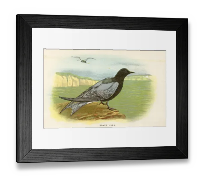 Framed Print : Black tern birds from Great Britain 1897 Framed Print : Black tern birds from Great Britain 1897