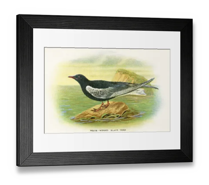 Framed Print : Tern birds from Great Britain 1897 Framed Print : Tern birds from Great Britain 1897