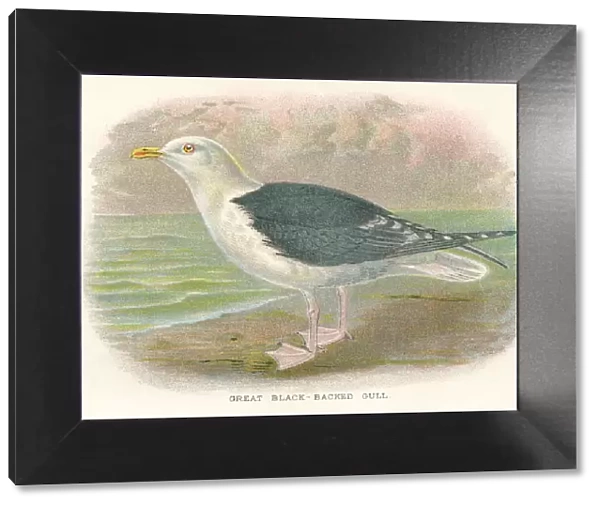 Seagull birds from Great Britain 1897