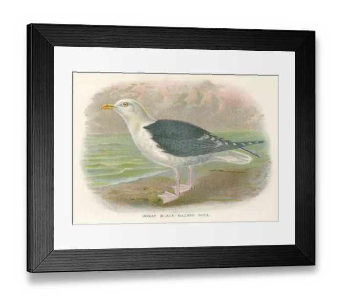 Framed Print : Seagull birds from Great Britain 1897 Framed Print : Seagull birds from Great Britain 1897