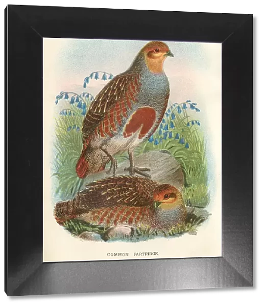 Partridge birds from Great Britain 1897