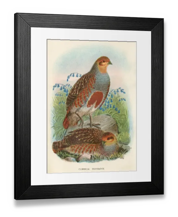 Framed Print : Partridge birds from Great Britain 1897 Framed Print : Partridge birds from Great Britain 1897