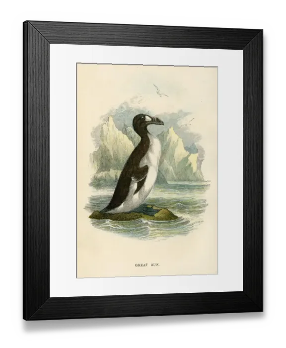 Framed Print : Great Auk birds from Great Britain 1897 Framed Print : Great Auk birds from Great Britain 1897
