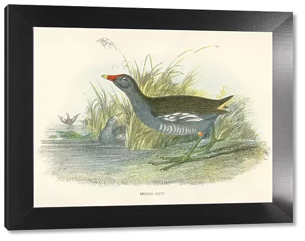 Moorhen birds from Great Britain 1897