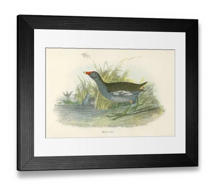 Framed Print : Moorhen birds from Great Britain 1897