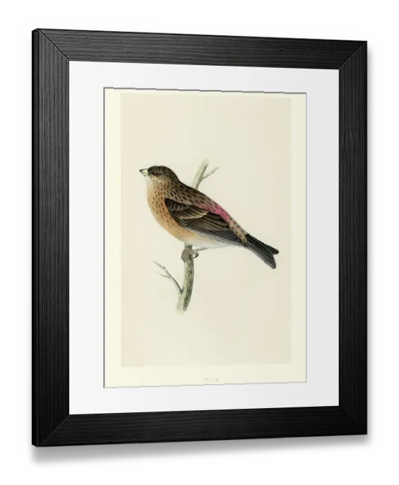 Framed Print : Natural History - Birds - Twite