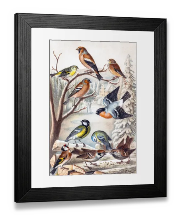 Framed Print : Birds. Various Central European songbirds Framed Print : Birds. Various Central European songbirds