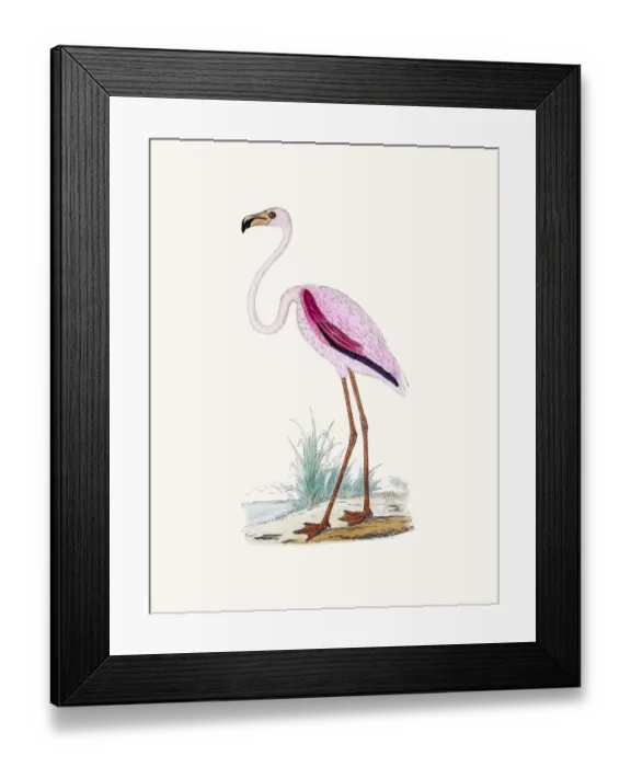 Framed Print : Flamingo bird Framed Print : Flamingo bird