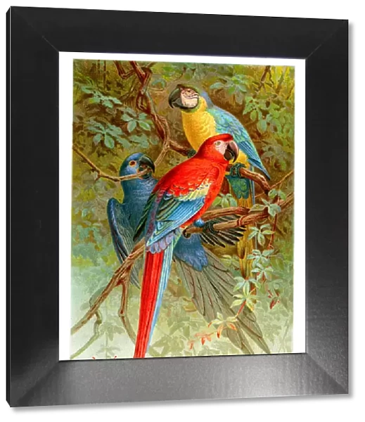 Macaws. Vintage colour lithograph of Macaws