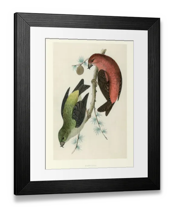 Framed Print : Natural History - Birds - Crossbill