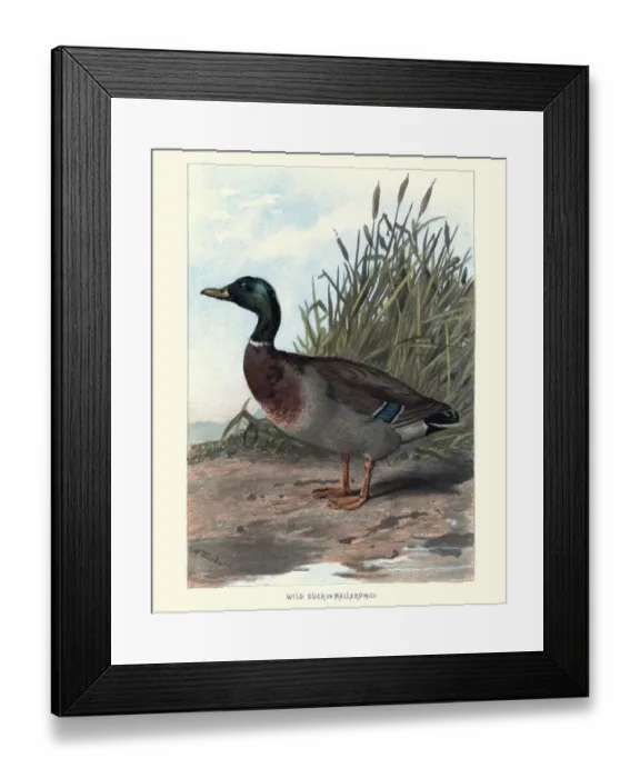 Framed Print : Natural History - Birds - Wild Duck or Mallard