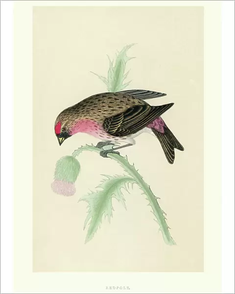 Natural History - Birds - Redpoll