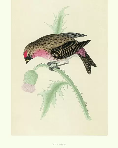 Natural History - Birds - Redpoll