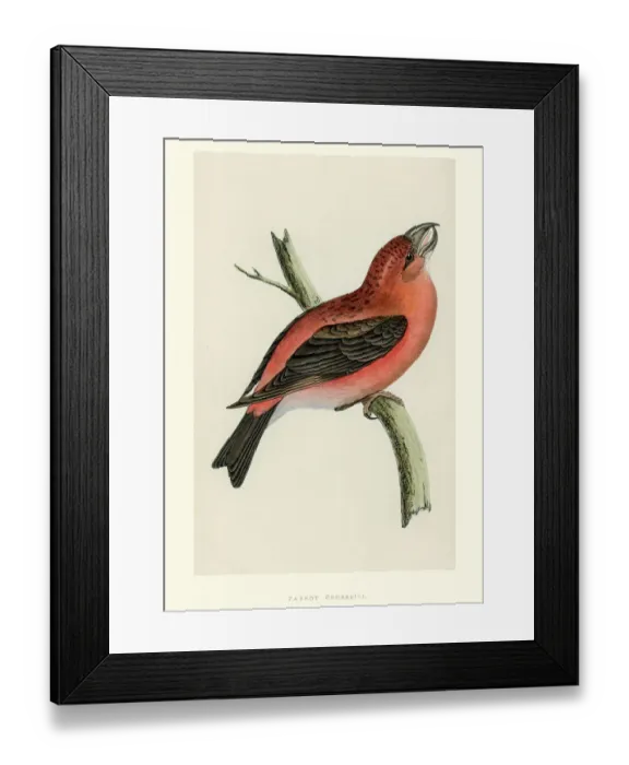 Framed Print : Natural History - Birds - Parrot crossbill Framed Print : Natural History - Birds - Parrot crossbill