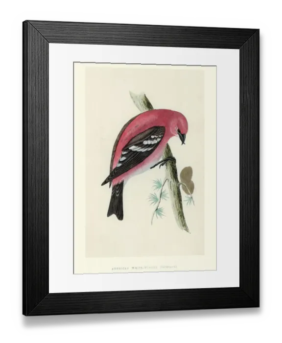 Framed Print : Natural History - Birds - White-winged Crossbill Framed Print : Natural History - Birds - White-winged Crossbill