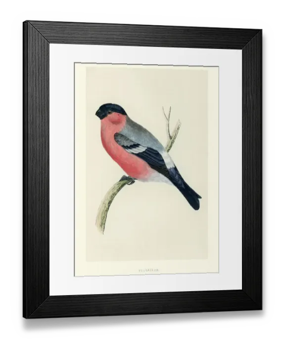 Framed Print : Natural History - Birds - Eurasian bullfinch