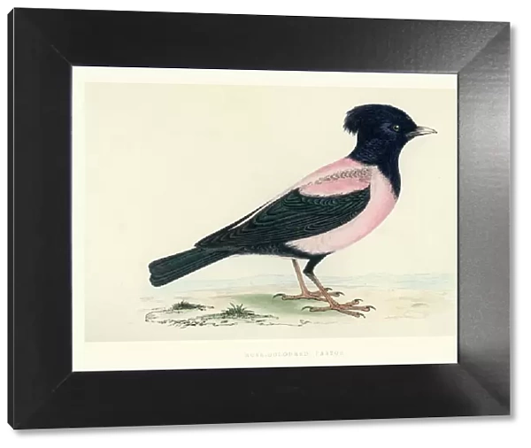 Natural History - Birds - Rosy starling