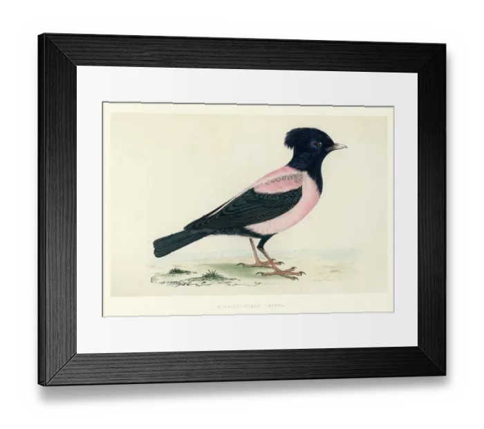 Framed Print : Natural History - Birds - Rosy starling Framed Print : Natural History - Birds - Rosy starling