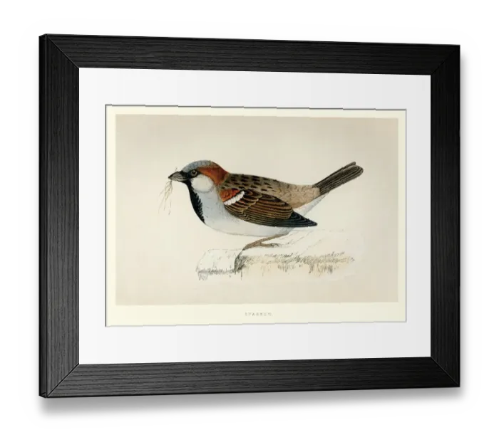 Framed Print : Natural History - Birds - House sparrow