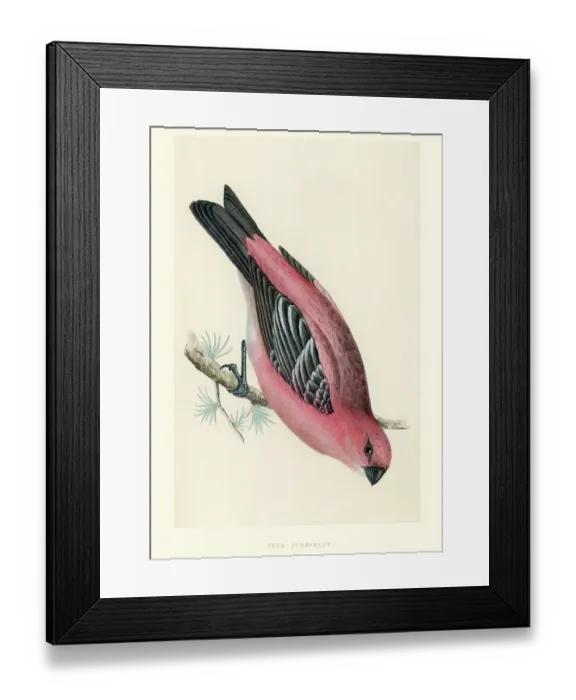 Framed Print : Natural History - Birds - Pine grosbeak
