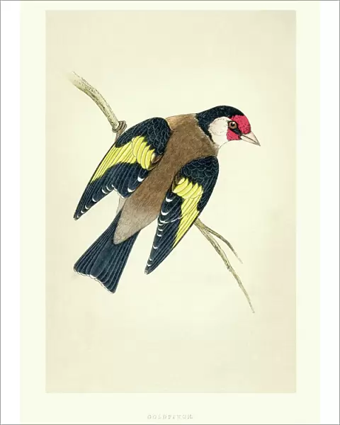 Natural History - Birds - European goldfinch