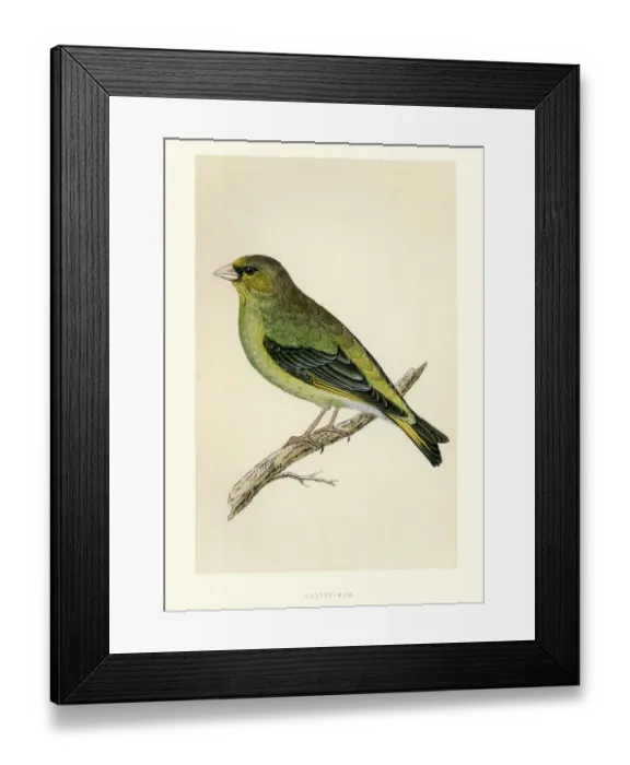 Framed Print : Natural History - Birds - European greenfinch Framed Print : Natural History - Birds - European greenfinch