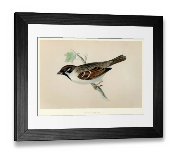 Framed Print : Natural History - Birds - Eurasian tree sparrow Framed Print : Natural History - Birds - Eurasian tree sparrow
