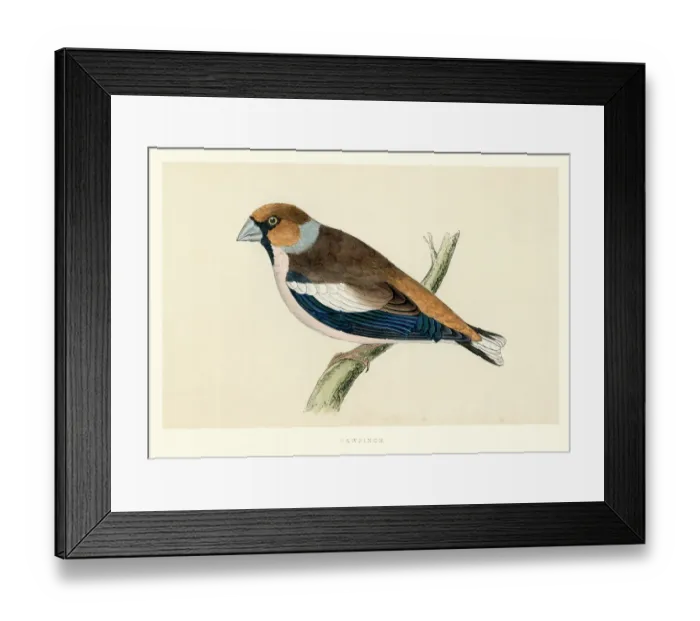 Framed Print : Natural History - Birds - Hawfinch Framed Print : Natural History - Birds - Hawfinch