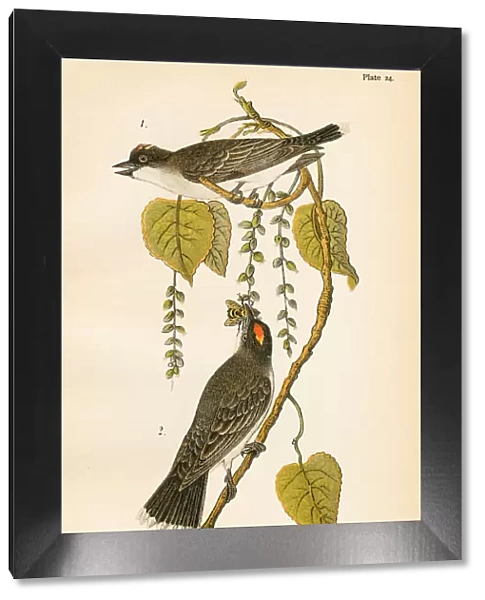 Tyrant flycatcher bird lithograph 1890